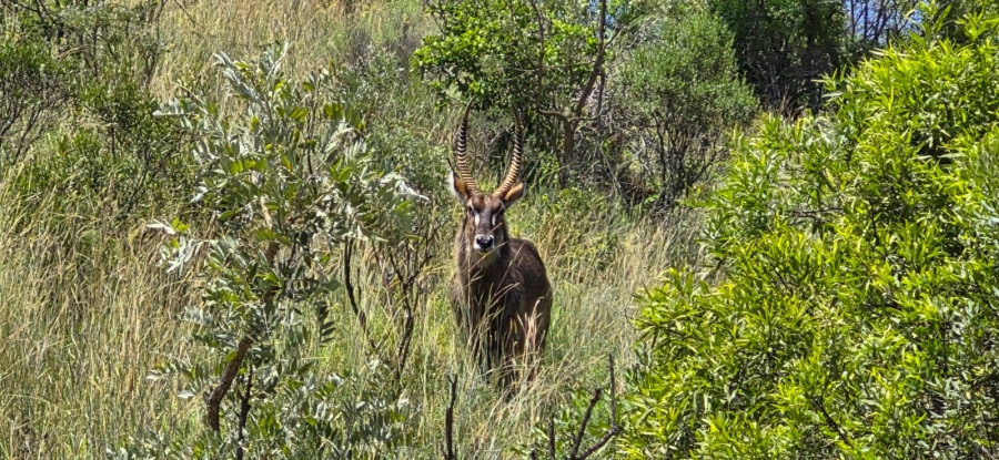 11 Bedroom Property for Sale in Groot Marico North West